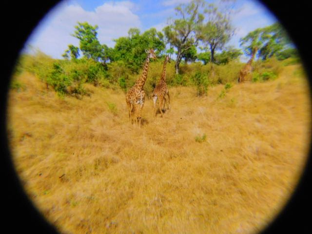 An African safari...virtually.