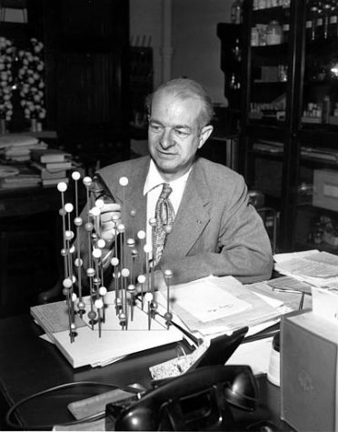 Dr. Linus Pauling, professor at the California Institute of Technology, examines a molecular model in his laboratory in Pasadena, Calif.