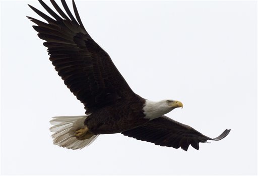 Bald Eagle