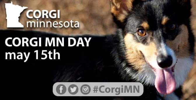 Corgi Minnesota Day