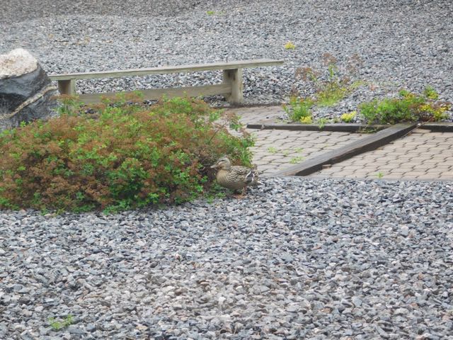 A mother duck keeps watch over her babies inside the bush.