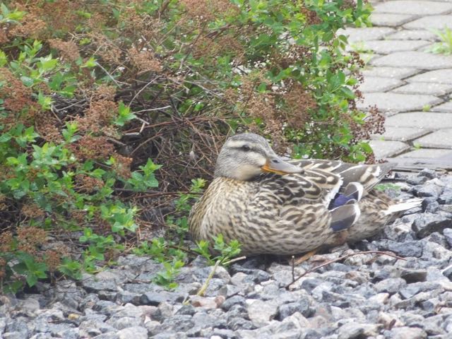 A mother duck keeps watch over her babies inside the bush.