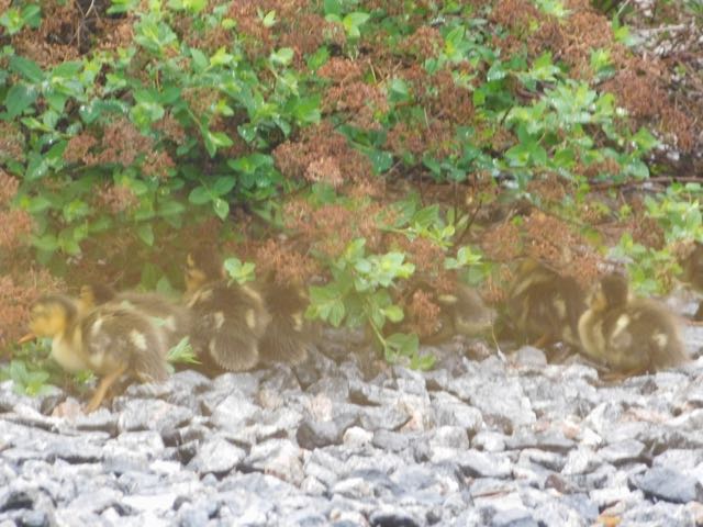 The ducklings venture outside to play.