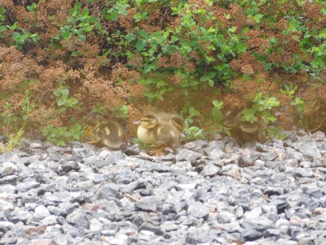 The ducklings venture outside to play.