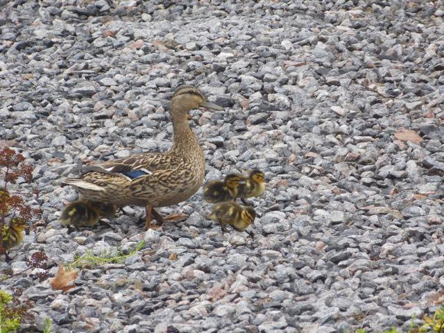 The mother duck keeps watch over her young as they venture out.