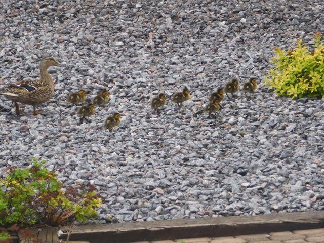 The ducklings on parade.