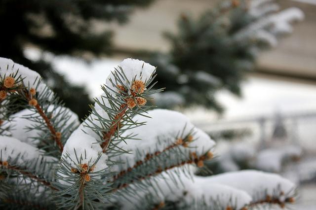 A snow covered pine.